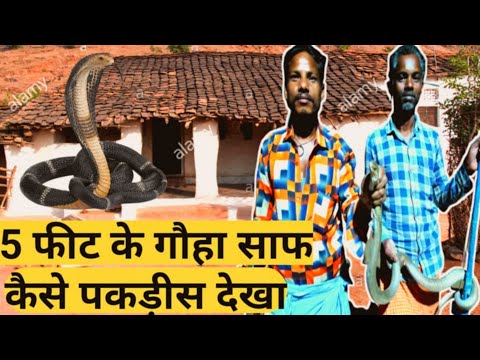 गाैहा साफ ला कैसे 5 मिनट मा कैसे धरीन।। Kobra saf la 5 minute ma kaise pakdish!! Surend by fun San..