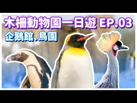 【台北景點】木柵動物園 EP.03 「企鵝館」、「生態鳥園」（完整記錄）Taipei Zoo