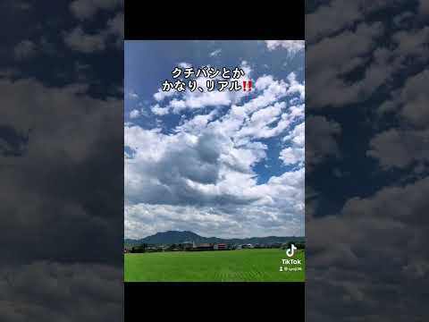 アヒル？ガチョウ？#shorts #short #空 #雲 #アヒル雲#ガチョウ雲