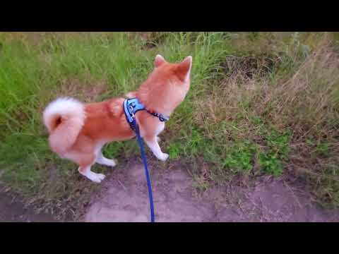 【癒し動画】秋田犬　秋田犬子犬　秋田犬ゴン太お散歩