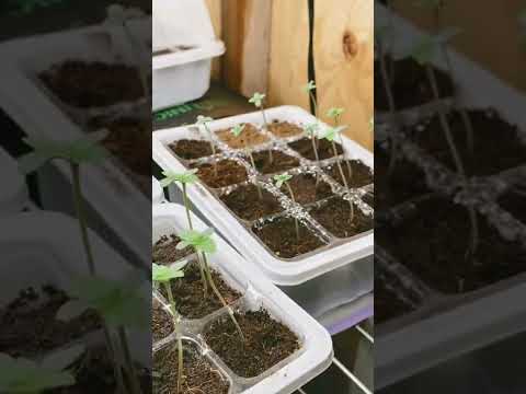 Germinating my first breeding project part 3