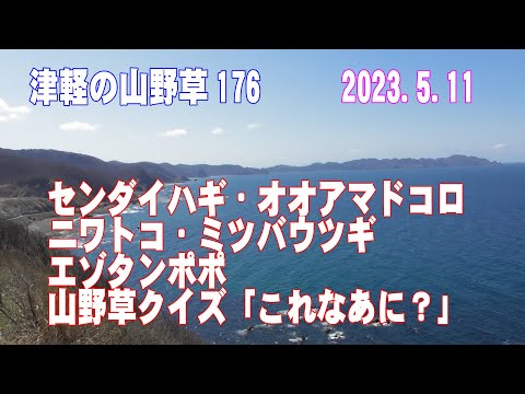 津軽の山野草176(ｾﾝﾀﾞｲﾊｷﾞ、ｵｵｱﾏﾄﾞｺﾛ、ﾆﾜﾄｺ、ﾐﾂﾊﾞｳﾂｷﾞ、ｴｿﾞﾀﾝﾎﾟﾎﾟ、山野草ｸｲｽﾞ)