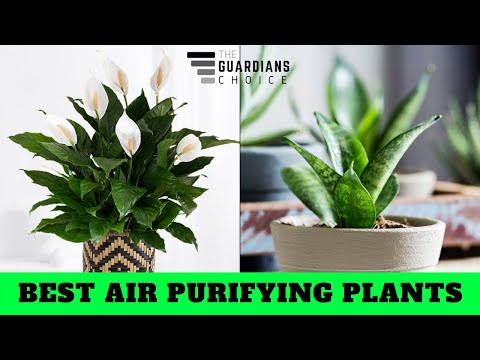 14 NASA recommended air-purifying plants that you must have in your house | The Guardians Choice