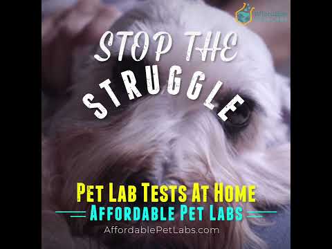 Stop the Struggle! Pet Lab Tests at Home