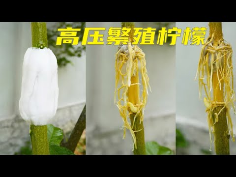 枝干上包卫生纸就能生根发芽，是不是非常的神奇，赶快学学吧