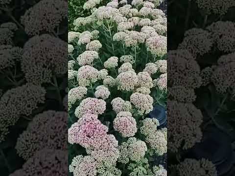 Sedum#garden#plants