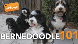 Bernedoodle Dogs 101: Is a Bernedoodle Right for You?