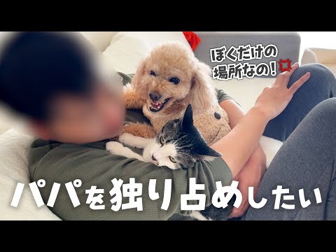 実は嫉妬深い愛犬がついに爆発...ご機嫌直しにドッグランへお出かけです🚗³₃