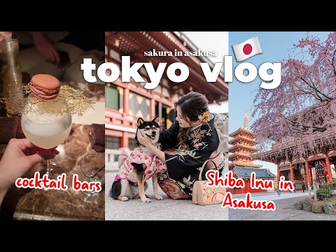 tokyo vlog 🇯🇵 husband's birthday dinner + cocktails, Asakusa with Shiba Inu & Tsukishima