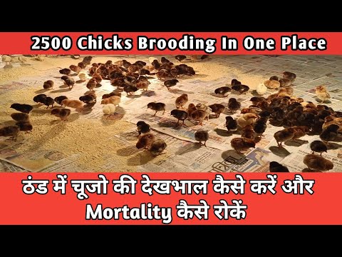 1 Din Ke Chicks Ko Kaise Rakhe  || Chicks Brooding Technique #chicks #chicksbrooding #chicken