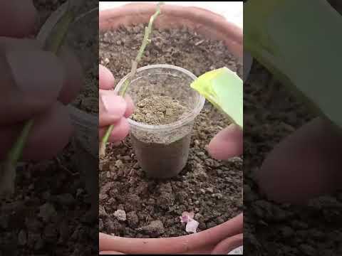 how to propagate lemon tree #shorts  #youtubeshorts #plants #garden #lemon #orange #tree