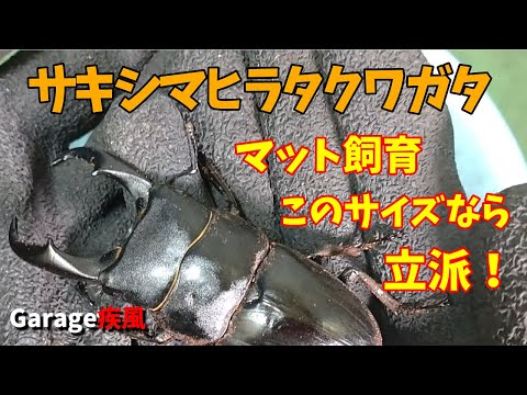 サキシマヒラタクワガタ羽化　マット飼育　立派なサイズ　#クワガタ