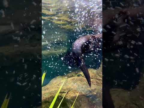 Playful Otters #shorts #otter #nature #otters