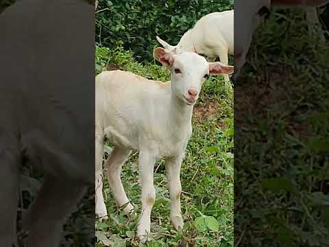 KID - young goat, cutie #goat #pets #petlover #father'spet #short #viralshort #philippines #benguet