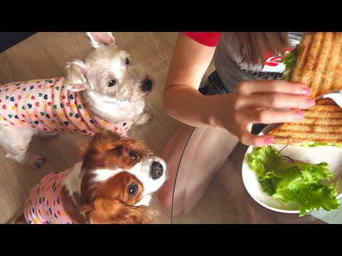 🐶👩順番を守れないイヌコ｜パン好き犬キャバリア&ウェスプー