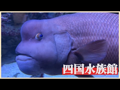 【四国水族館】瀬戸大橋に近いうたづ臨海公園に位置する次世代型水族館　展示テーマは「四国水景」　　#香川県