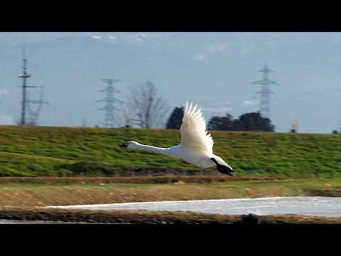 20200122白鳥　八尾町２