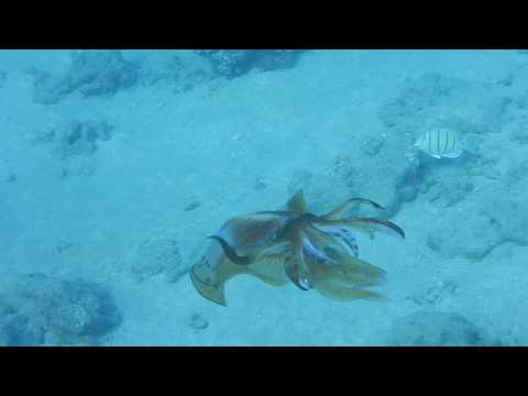 【ハワイでダイビング】ハナウマ湾 de イカがいちゃいちゃ！！Hawaii, Scuba Diving