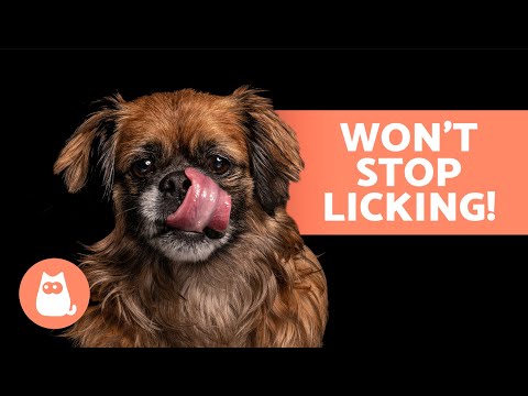 Why Does My DOG LICK EVERYTHING Constantly? 🐶👅 (6 Causes of Excessive Licking in Dogs)