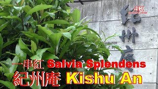 (4K) 紀州庵 Kishu An.台北市同安街-城南川之端.火焰花 Phlogacanthus curviflorus.4K Ultra HD