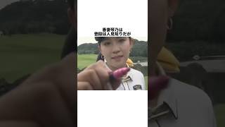 香妻琴乃の雑学 #女子プロゴルファー #ゴルフ #女子プロ #ゴルフ女子 #golf #ゴルフスイング #ゴルフ初心者 #ゴルフ練習法 #香妻琴乃