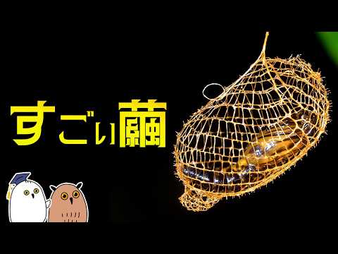 【ゆっくり解説】繭の進化｜昆虫の絶技【 進化論 / 科学 】