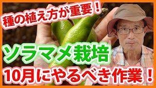 家庭菜園や農園のそら豆栽培で10月の作業を徹底解説！種蒔きのコツとそら豆の育て方！【農家直伝】