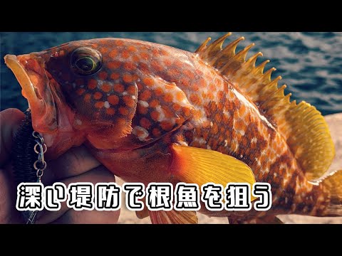 堤防の際をワームで狙う！狙いは美味しい根魚！