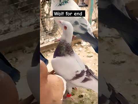 Nayab chize #pigeon #shortvideo #shorts #viralvideo