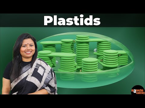 Plastids