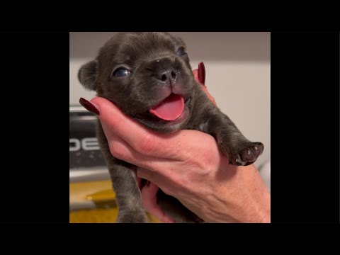 We’re BACK! 5 Week Old Frenchie Puppies! #Rescue Litter!