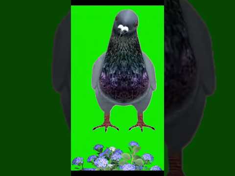 Pigeon green screen | pigeon shorts | green screen Pigeon #shorts #birds #pigeon