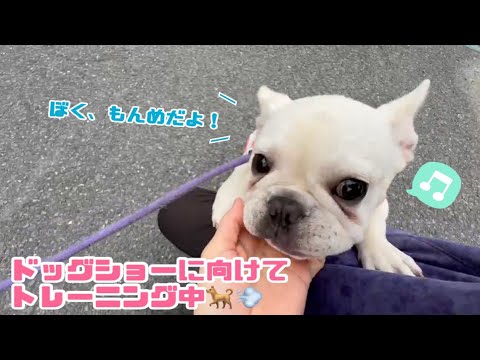 【フレンチブルドッグ】もんめくんのお散歩動画&生まれたばかりのフレブルちゃんをご紹介💗【子犬紹介】