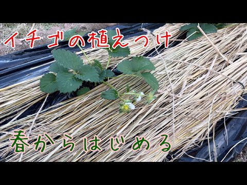 イチゴ植えつけ【家庭菜園だより】