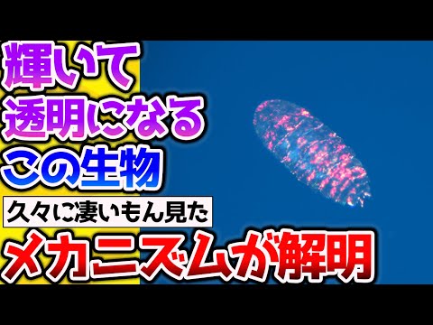 【2ch動物スレ】完全に透明になって姿を消す生き物が凄すぎる【なんj】 #生き物 #2ch