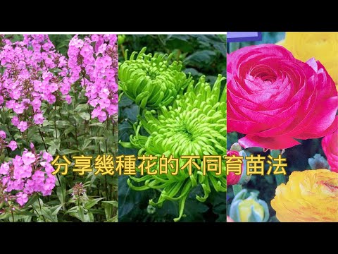 【園藝】從種子開始育苗｜怎樣給福祿考、麵線菊、大麗花、尤加利和花毛茛育苗？它們的育苗方法有什麼不同