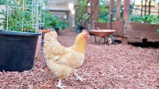 Practical Advice for Keeping Backyard Chickens in the City