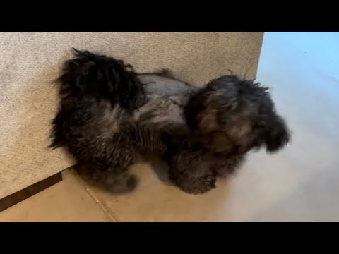 Storm damage and what happened to my dog. Poor Pepper. Saturday at my house. Tucson, Arizona.