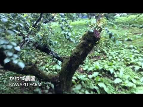 【六月　梅の旬】旬の香りを見つけにいってきました。大分県大山町【かわづ農園】２０１５年０６月１４日