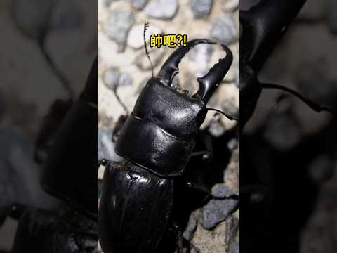 帥氣的台灣扁鍬形蟲!! Handsome Beetle - Dorcus titanus sika #beetle #insect #nature