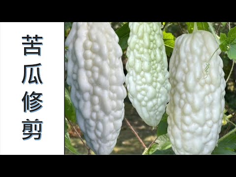 苦瓜早期修剪. #苦瓜家庭有机种植系列 （点击CC观看字幕）