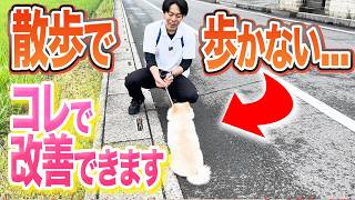 【犬しつけ】散歩でひっぱる、歩かない犬はコレで改善できます【ドッグトレーナー解説】