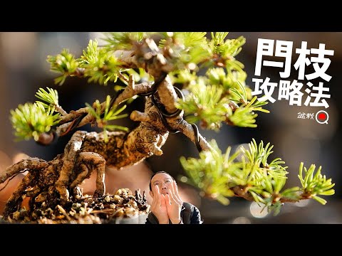 How to prune a goyo pine tree full of branches! Leaves of Goyo pine. [Bonsai Q]