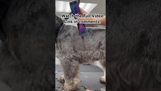 How to Groom a Mini Schnauzer Full Video Up Now! #doggrooming #minischnauzers #groomingtips