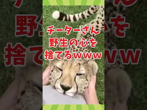 動物の面白かわいい動画見てクスッとなったら負けwww　#2ch動物スレ #動物 #チーター #shorts #2ch