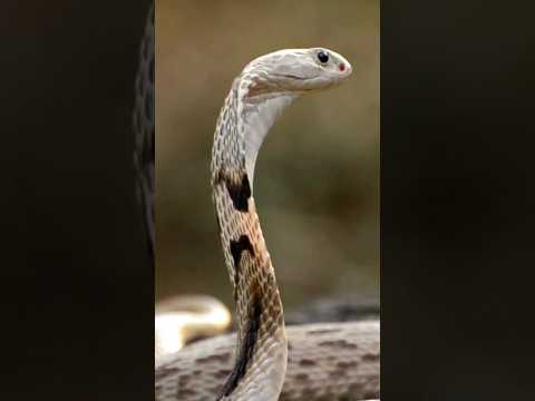 "साँप 5 दिन पहले कैसे भूकंप का अंदाजा लगा लेते हैं?" #facts #हिंदीfacts #ytshorts #रोचकfacts #snake