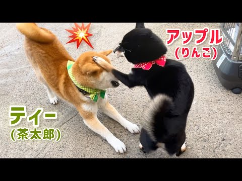 巨体柴犬と小粒黒柴の絡みが可愛すぎなのでスローでご覧ください