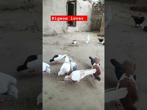 #kabootar #pigeon #bird #whitepigeon #beautiful #pigeonwings #pigeonbird #shorts #fancypigeon