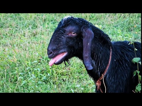 The screaming sheep | goat screaming sound | male goat sounds #goat #goatsound #animalsounds