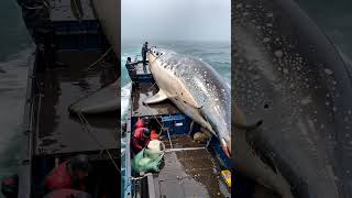 HUGE FISH  caught by brave fishermen🌊🐟